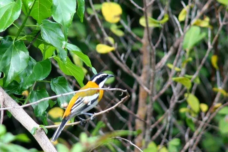 File:Spindalis zena pretrei, Maria La Gorda, Cuba 2.jpg