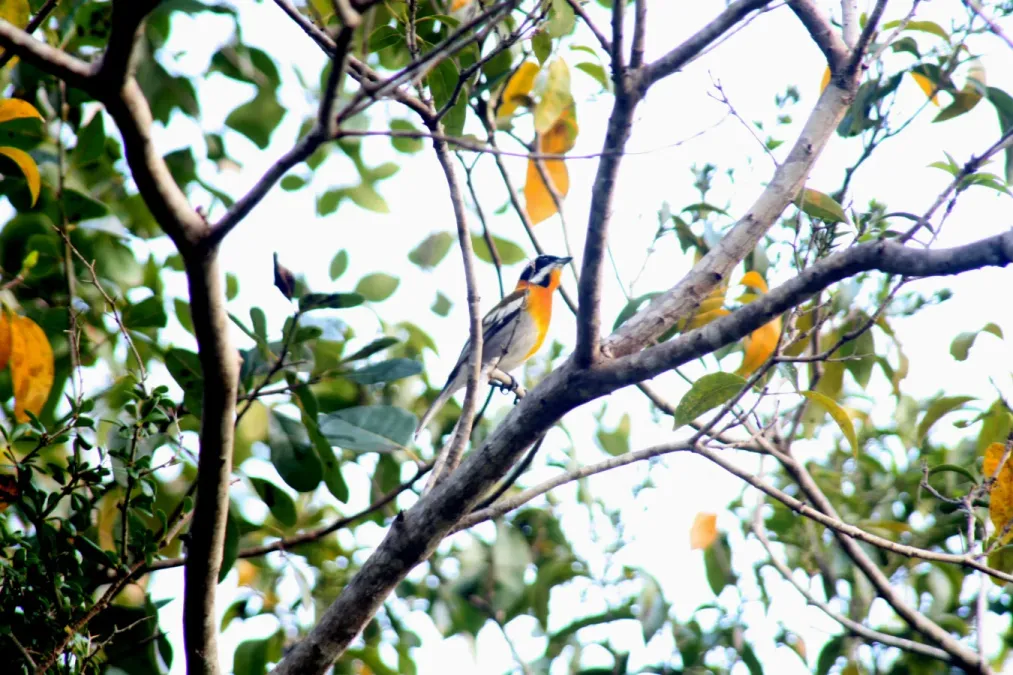 File:Spindalis zena pretrei, Maria La Gorda, Cuba 3.jpg