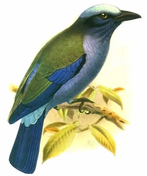 File:Coracias temminckii by John Gerrard Keulemans.jpg
