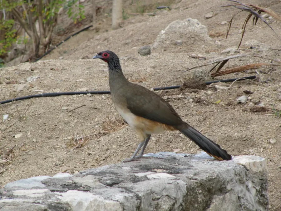 File:Ortalis poliocephala -Huatulco, Mexico-8.jpg
