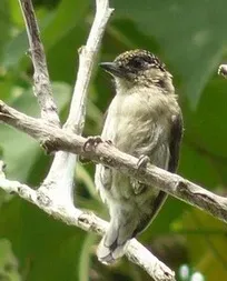 File:Picumnus granadensis.jpg