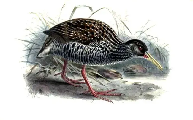 File:Pardirallus maculatus Keulemans.jpg