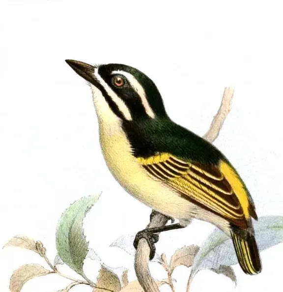 File:Pogoniulus subsulphureus Keulemans.jpg