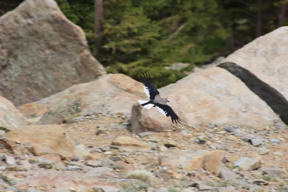 File:Nucifraga columbiana flight.jpg