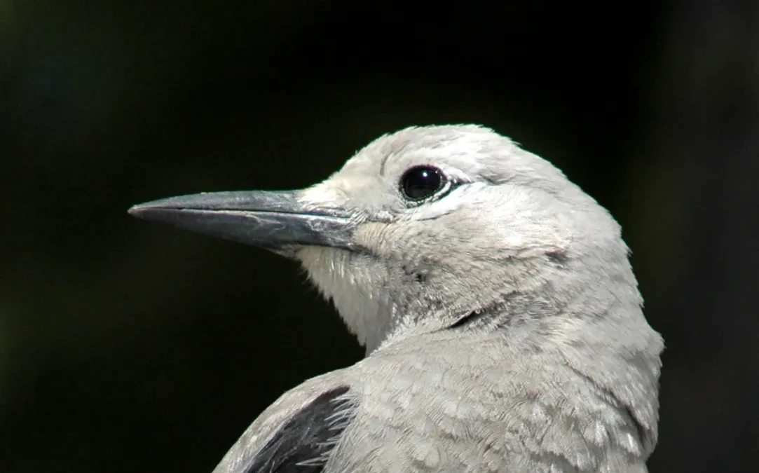File:Nucifraga columbiana portrait.jpg