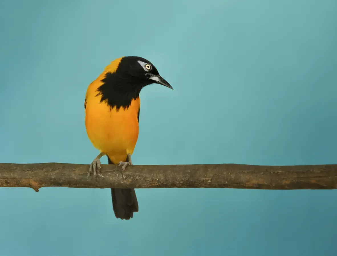 File:Venezuelan Troupial - Icterus icterus.jpg