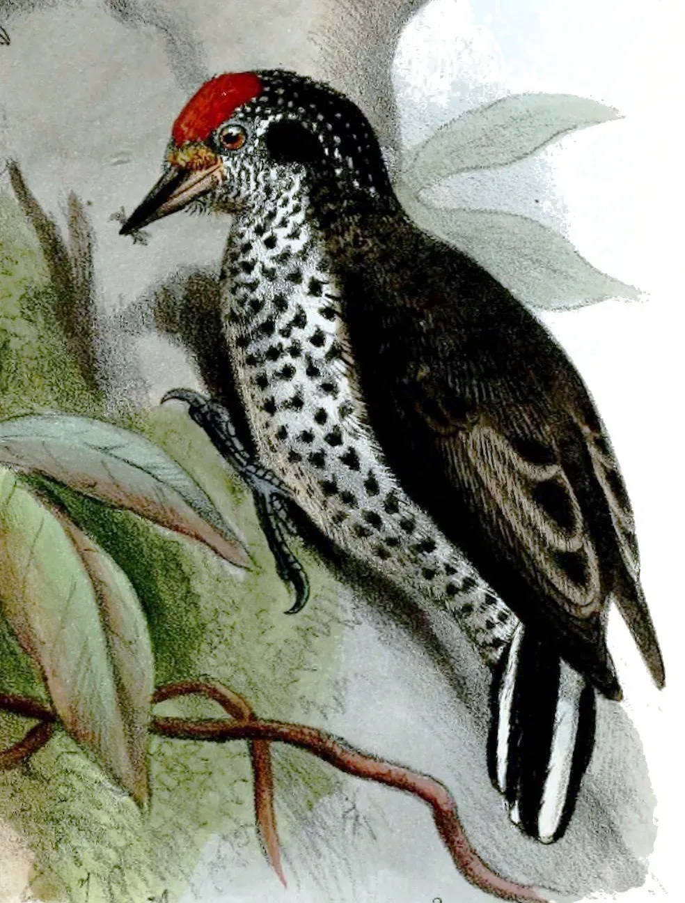 File:Picumnus dorbignyanus jelskii Smit.jpg