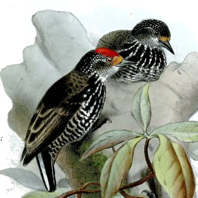 File:Picumnus steindachneri Smit.jpg