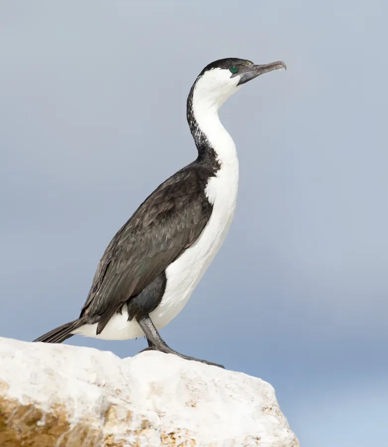 File:Phalacrocorax fuscescens - Derwent River Estuary.jpg