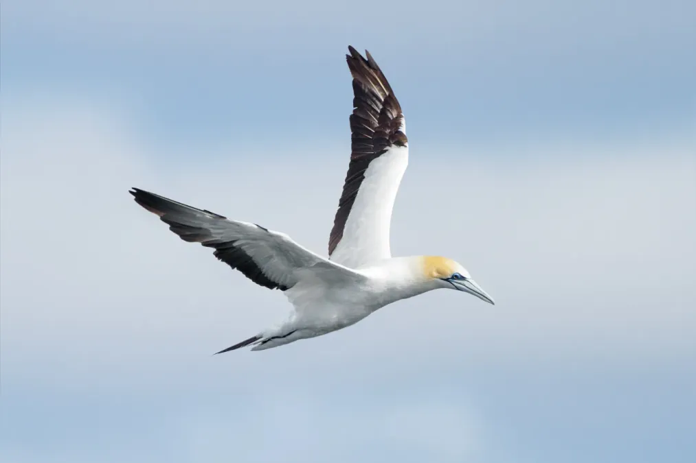 File:Morus serrator - Derwent River Estuary.jpg