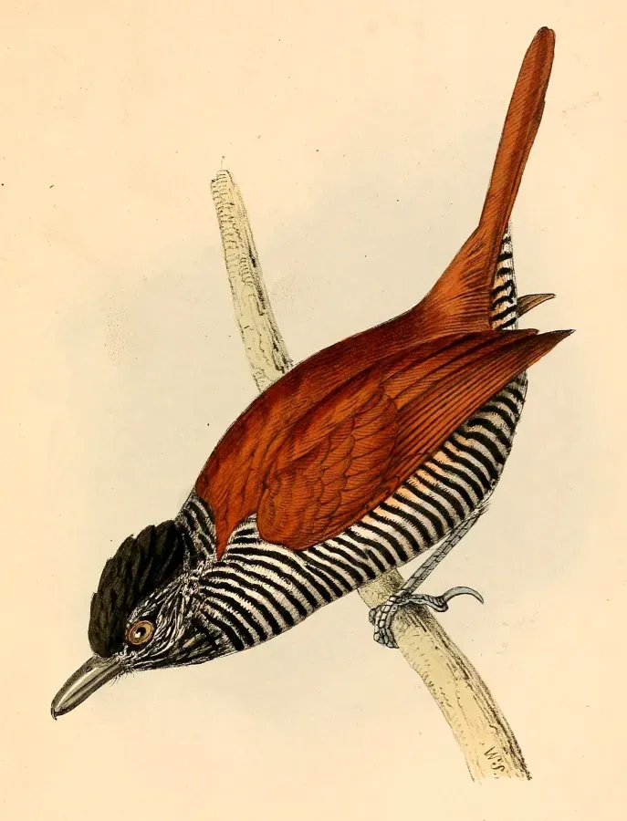 File:Thamnophilus palliatus palliatus male 1841.jpg