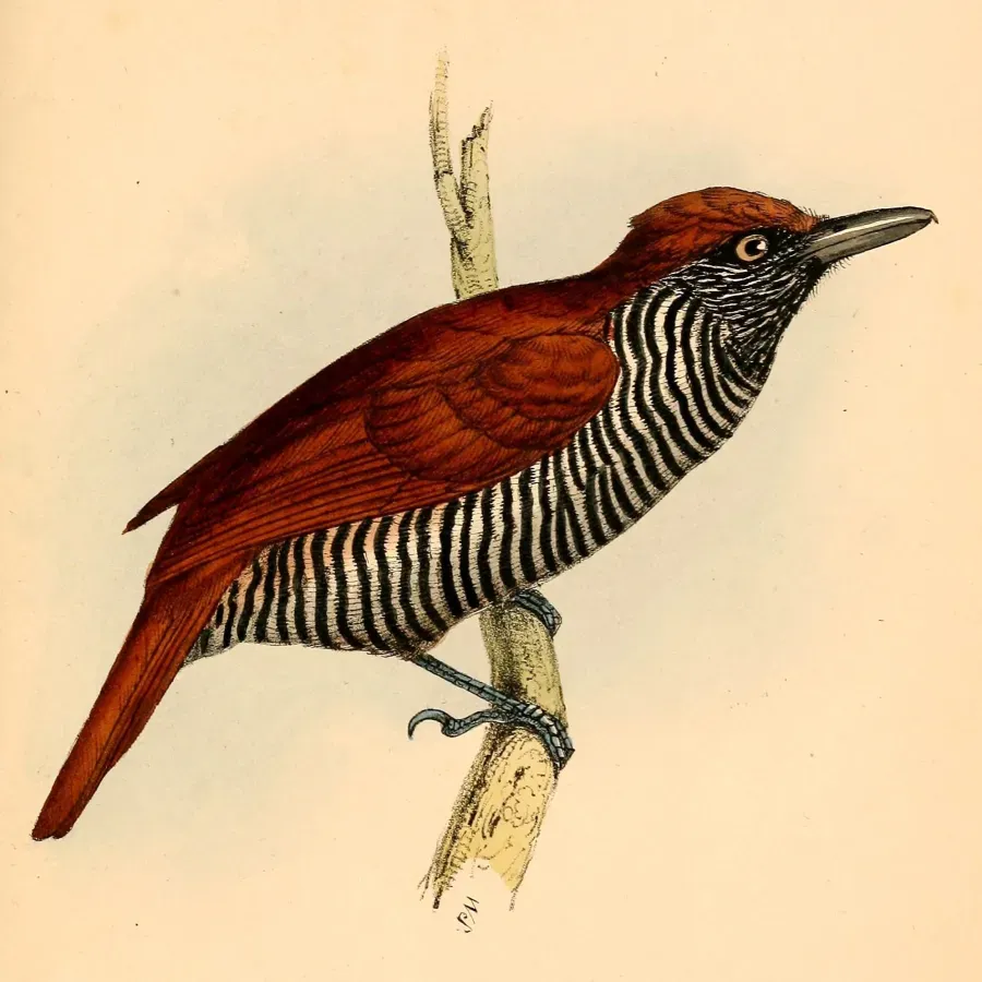File:Thamnophilus palliatus palliatus female 1841.jpg