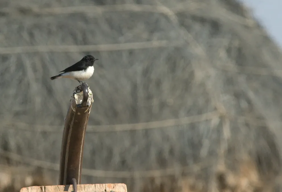 File:Variable wheatear-Oenanthe picata.jpeg