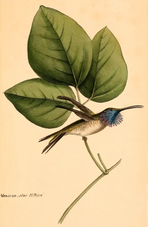 File:Calothorax lucifer 1841.jpg