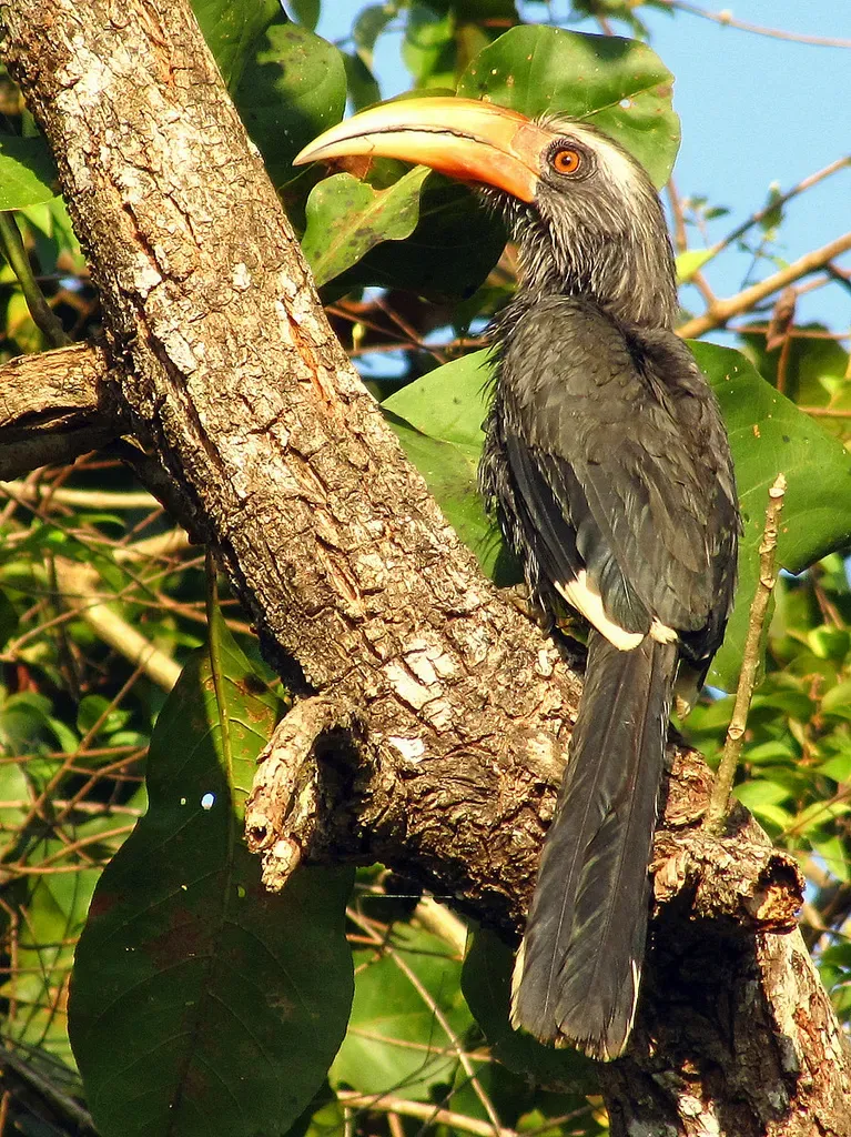 File:Ocyceros griseus -Kerala, India -male-8a.jpg