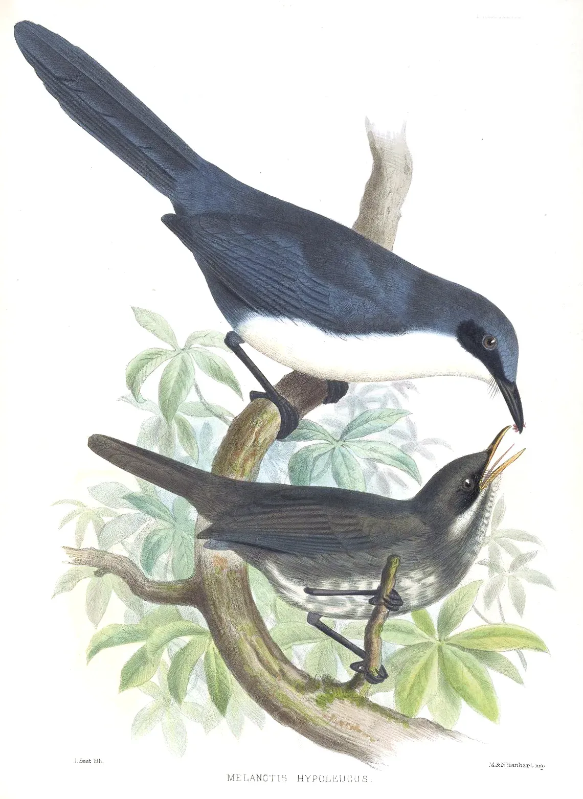 File:MelanotisHypoleucusSmit.jpg