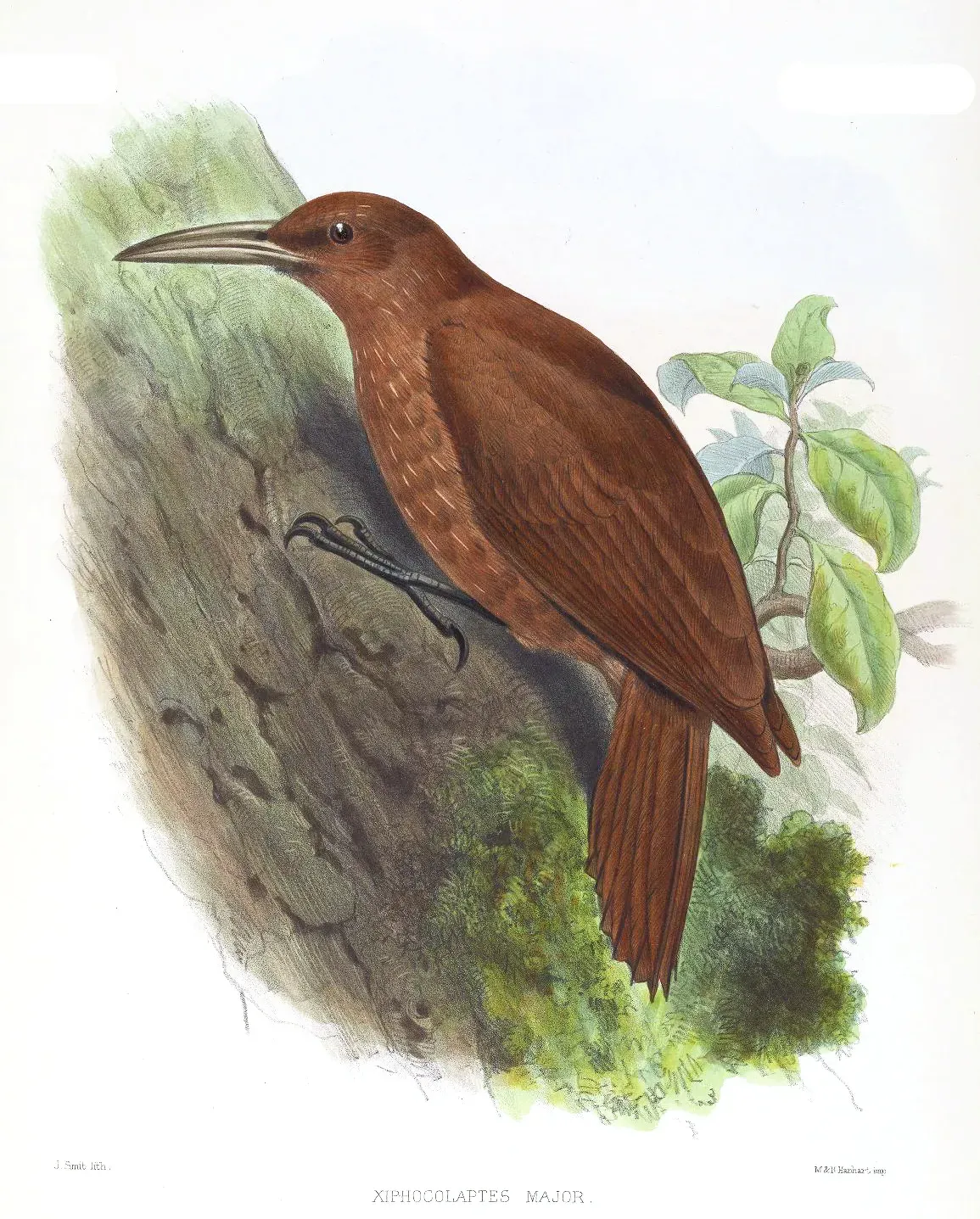 File:XiphocolaptesMajorSmit.jpg