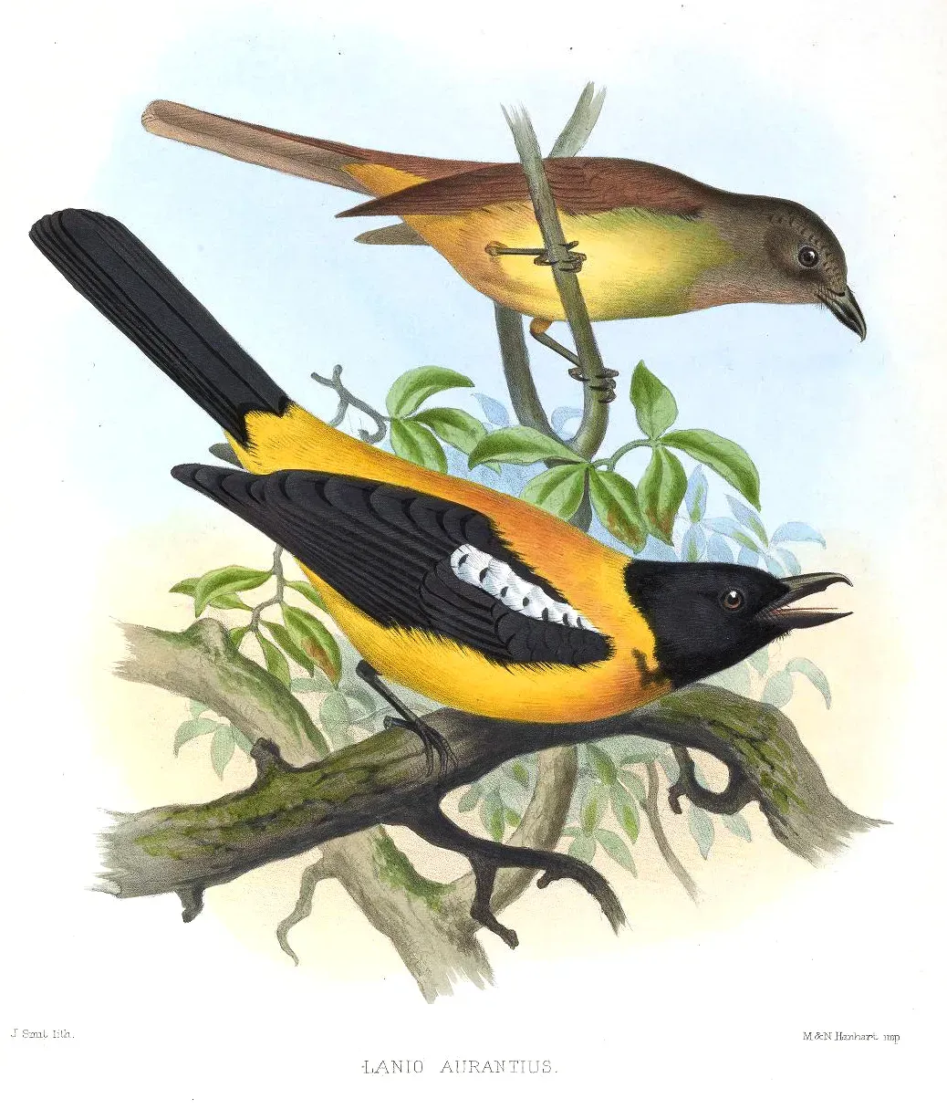 File:LanioAurantiusSmit.jpg