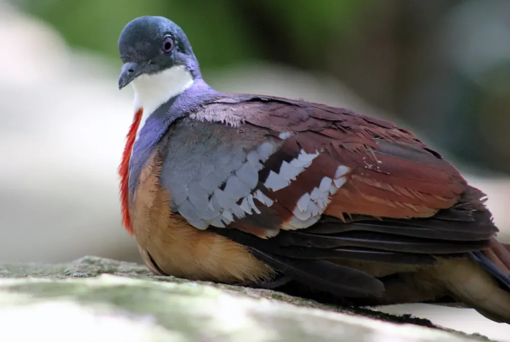 File:Gallicolumba crinigera -Florida, USA -captive-8a.jpg