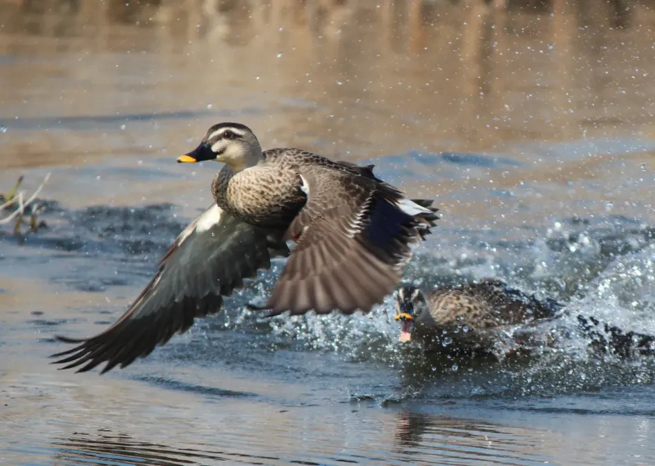 File:Anas zonorhyncha takeoff.jpg