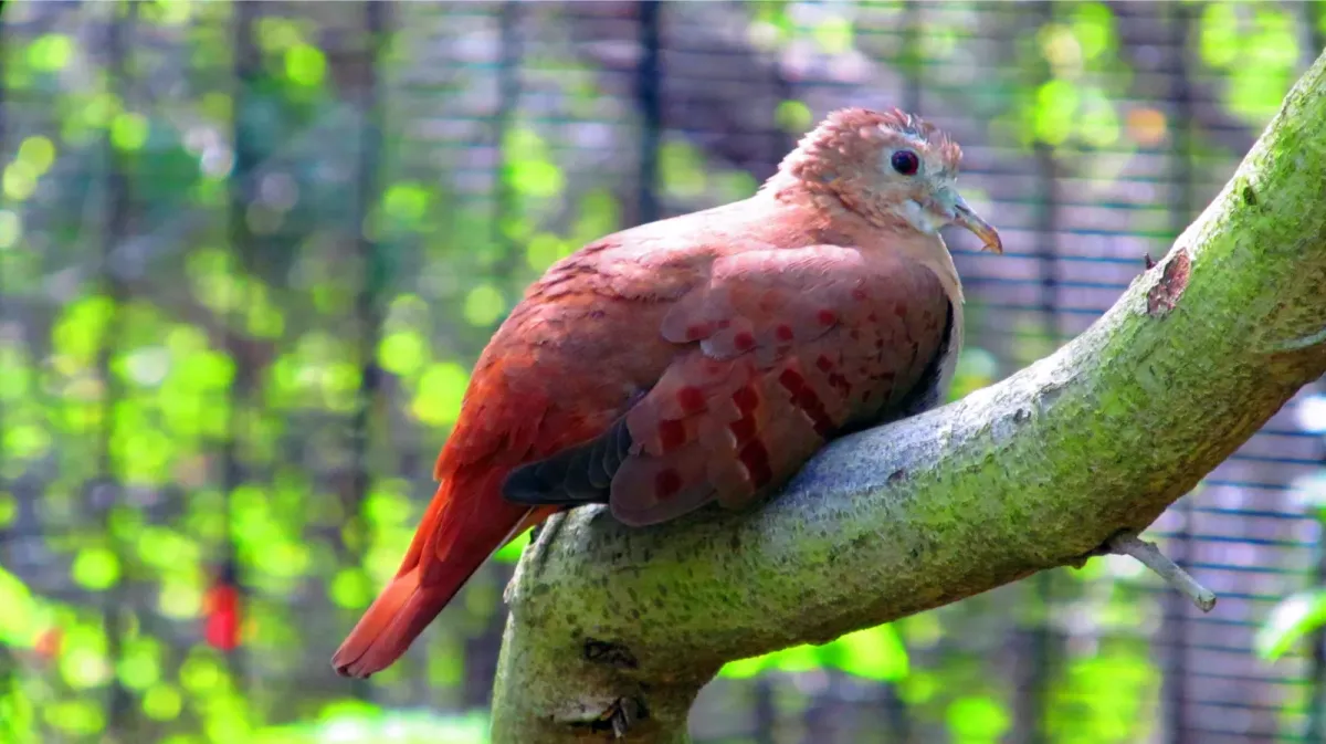 File:Claravis pretiosa -Florida, USA -captive-8a (1).jpg