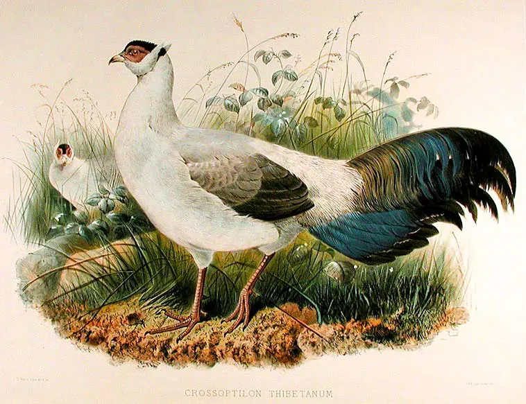 File:Crossoptilon harmani Elliot.jpg