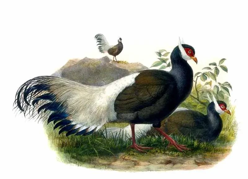 File:Crossoptilon mantchuricum Elliot.jpg