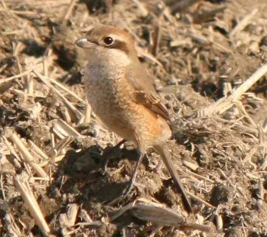 File:Lanius bucephalus female.JPG