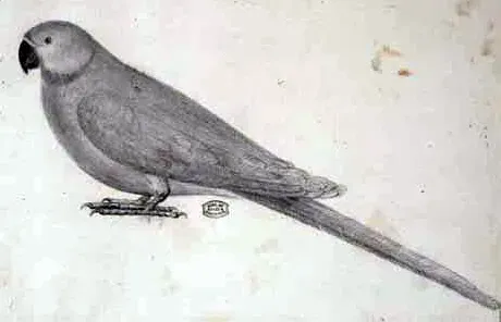 File:Psittacula exsul Jossigny.jpg