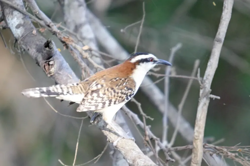 File:Campylorhynchus capistratus - rufous-naped wren.jpg