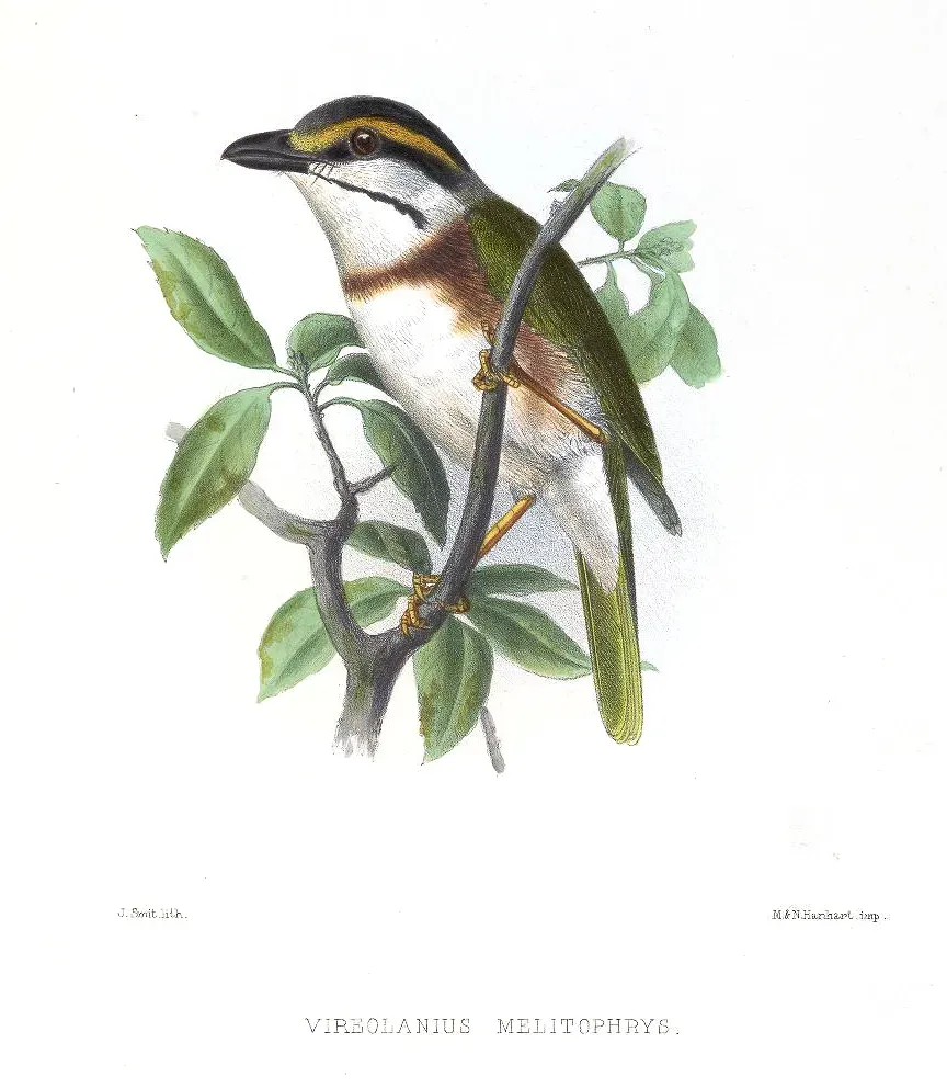 File:VireolaniusMelitophrysSmit.jpg
