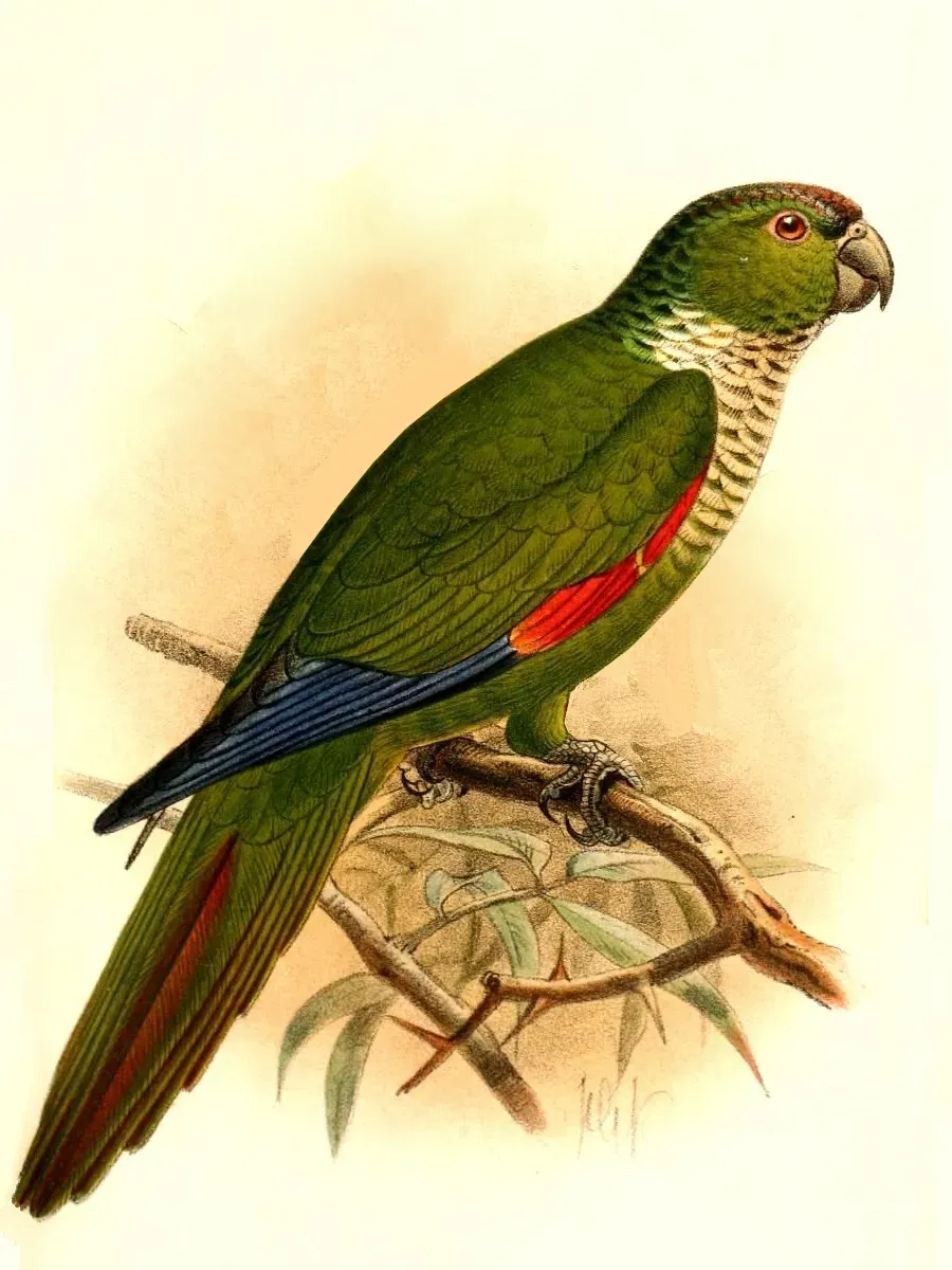 File:Pyrrhura melanura berlepschi Keulemans.jpg