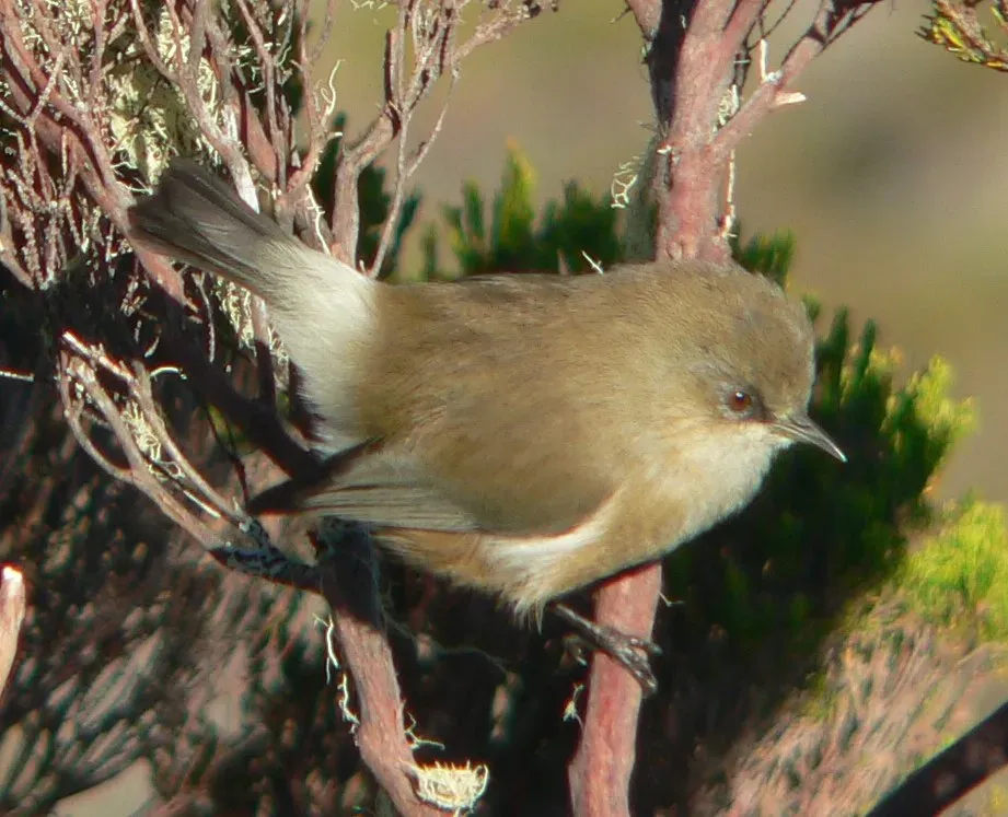 File:Zosterops borbonicus borbonicus p1180876.jpg