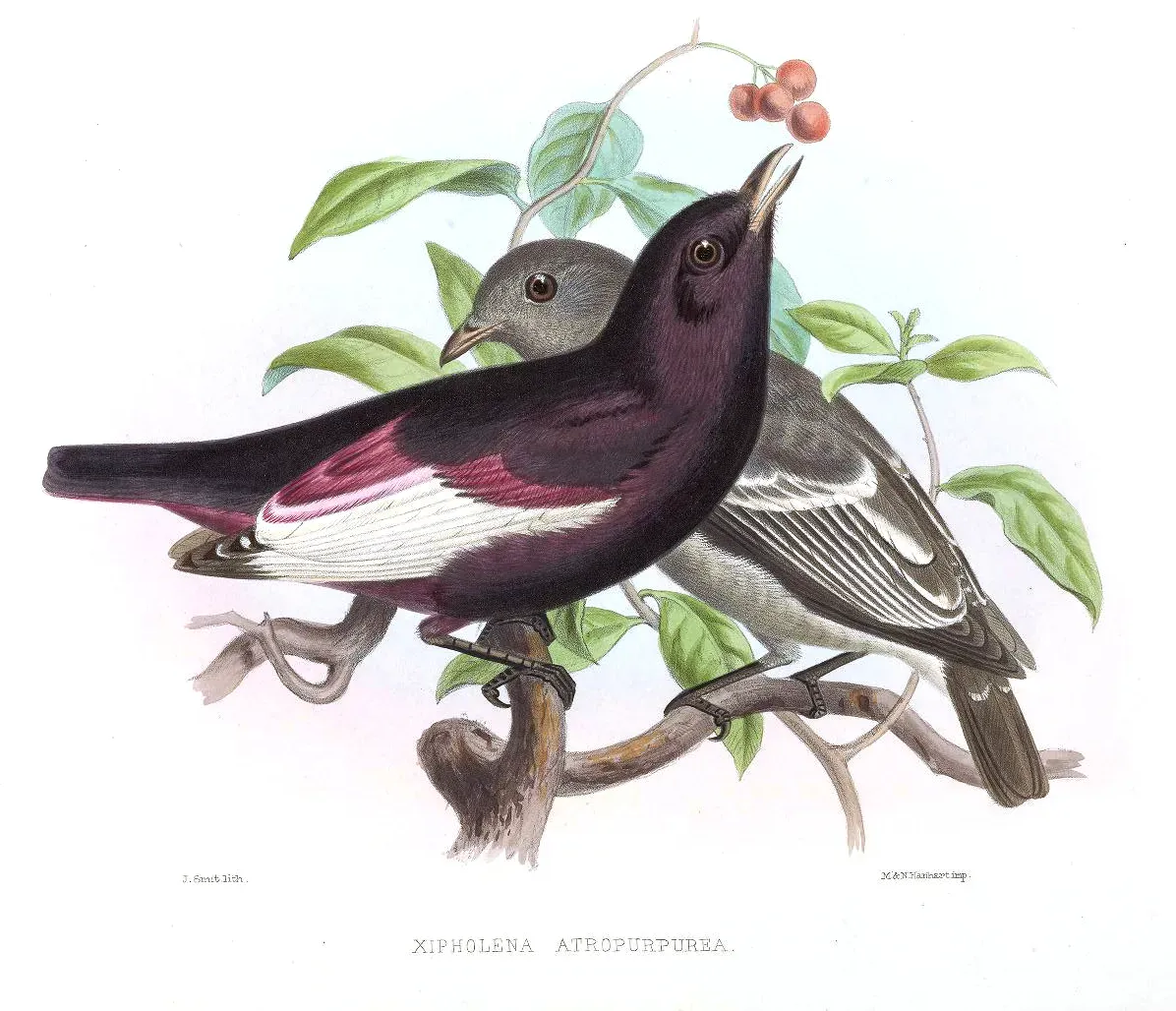 File:XipholenaAtropurpureaSmit.jpg