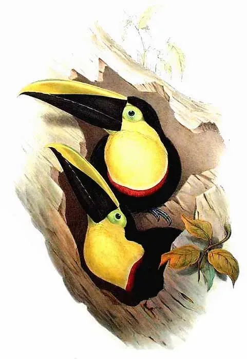 File:Ramphastos brevis Gould.jpg