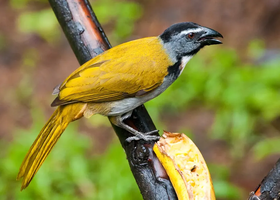 File:Saltator atriceps -near Rancho Naturalista, Cordillera de Talamanca, Costa Rica-8.jpg