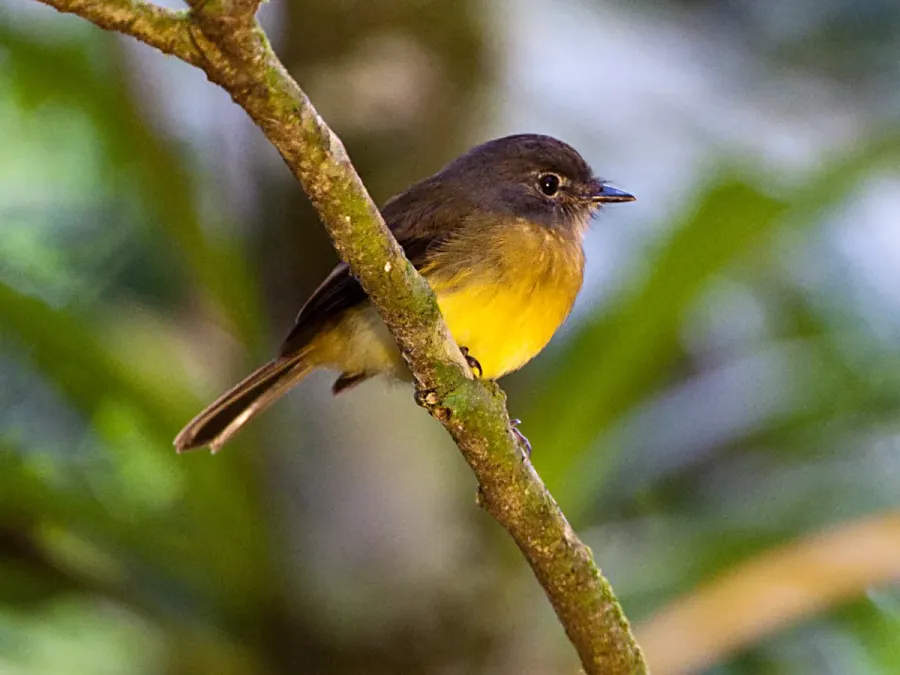 File:Aphanotriccus capitalis -near Rancho Naturalista, Cordillera de Talamanca, Costa Rica-8.jpg