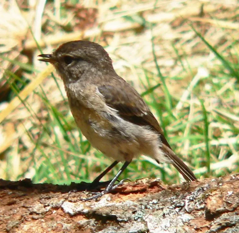 File:Saxicola tectes p1180765.jpg