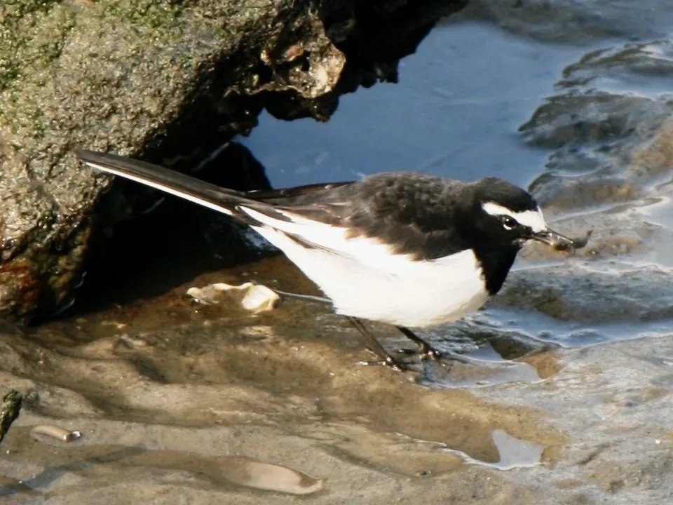 File:Motacilla grandis eating.JPG