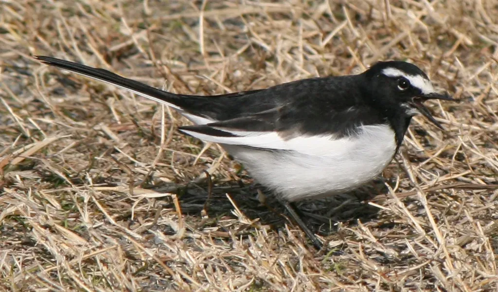 File:Motacilla grandis crying.JPG