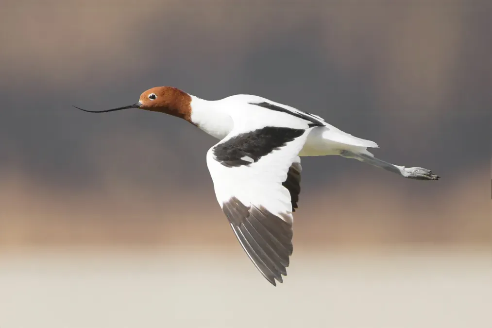 File:Recurvirostra novaehollandiae in flight - Lake Joondalup.jpg