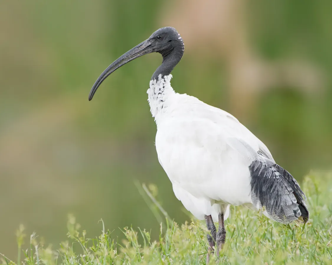 File:Threskiornis molucca - Perth.jpg