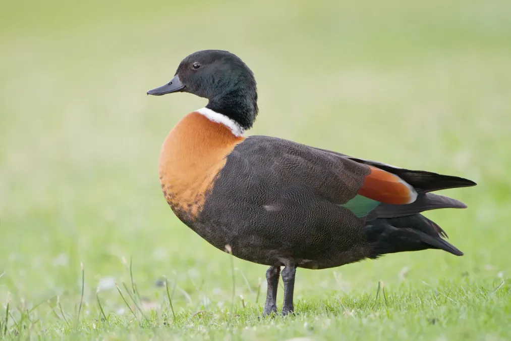 File:Tadorna tadornoides male 1 - Perth.jpg