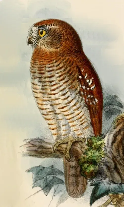 File:Ninox squamipila Keulemans.jpg
