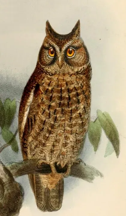 File:Otus manadensis Keulemans.jpg