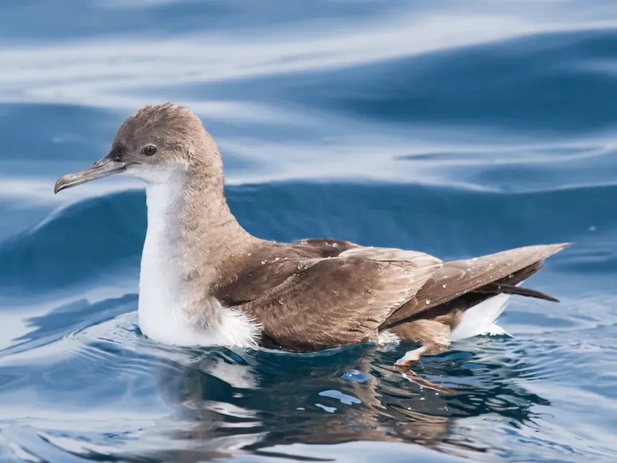 File:Puffinus gavia - SE Tasmania.jpg