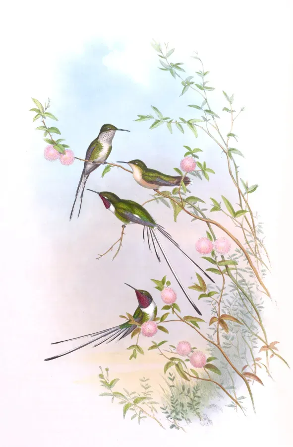 File:Thaumastura cora.jpg