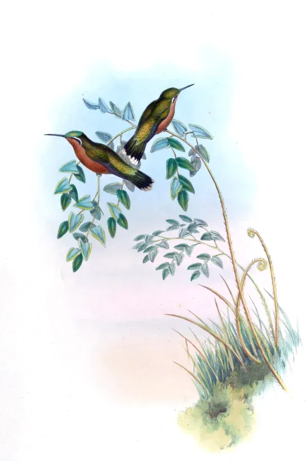 File:Lampornis castaneoventris Gould Richter.jpg