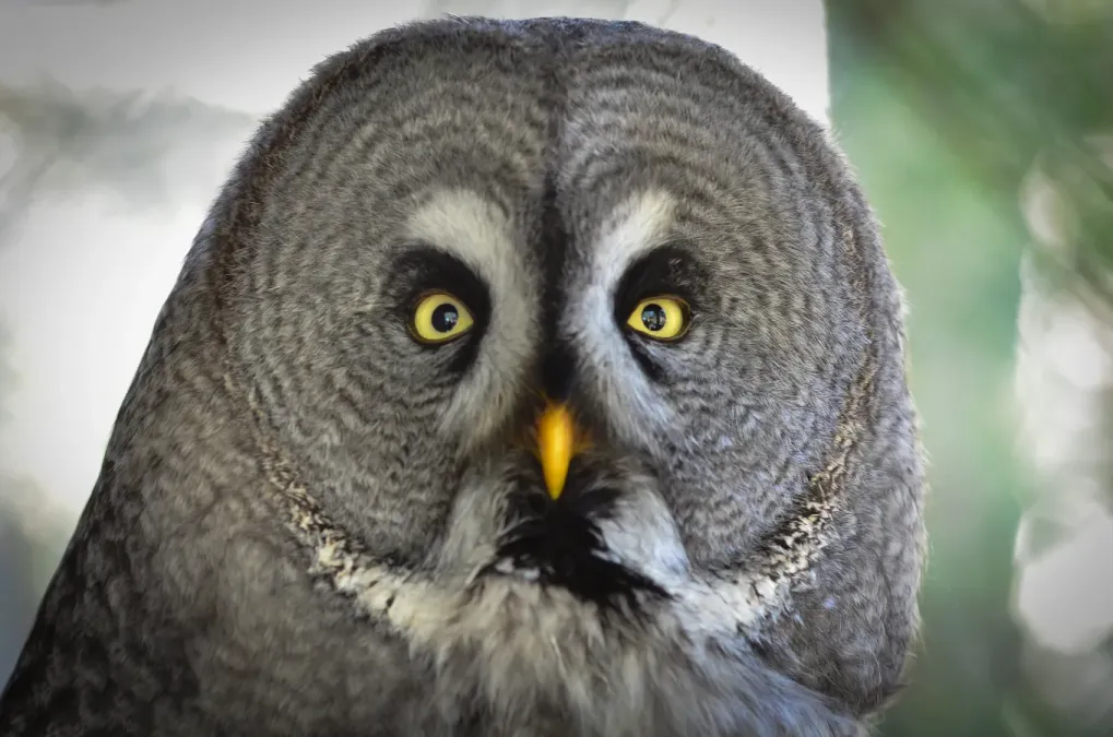 File:Bartkauz (Strix nebulosa) - Weltvogelpark Walsrode 2012-001.jpg
