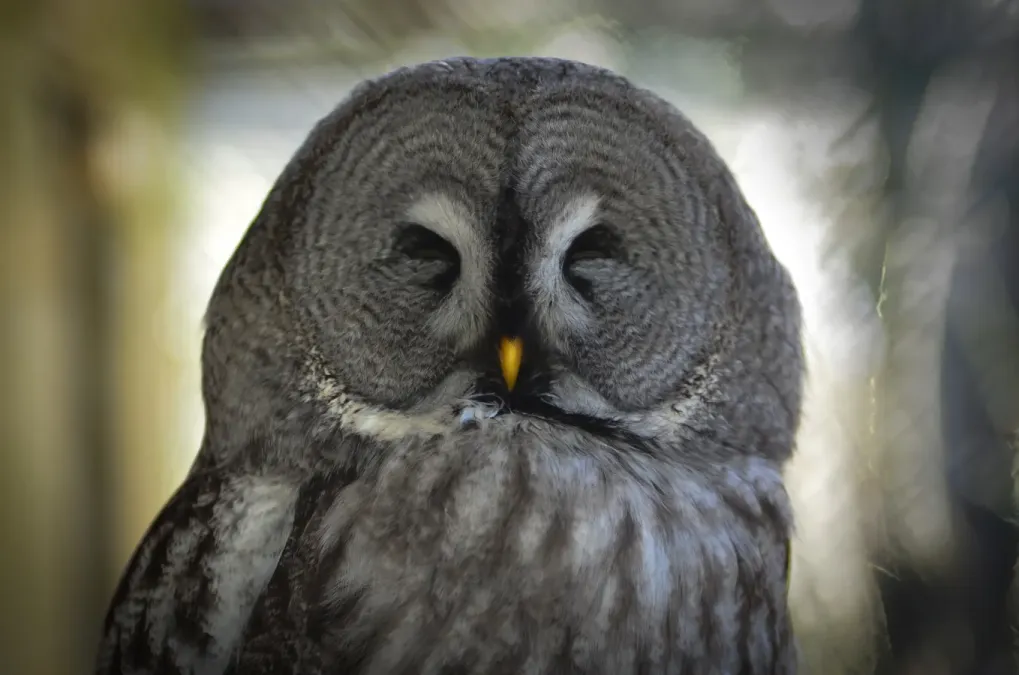 File:Bartkauz (Strix nebulosa) - Weltvogelpark Walsrode 2012-002.jpg